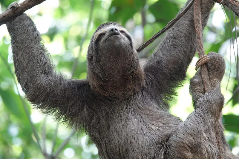 A sloth released back into the wild climbs a tree in the Atlantic Forest in Brazil