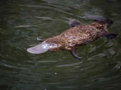 A platypus swimming