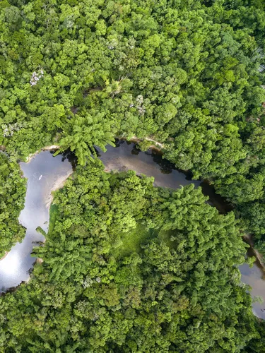 Aerial view of the Amazon River and surrounding forest