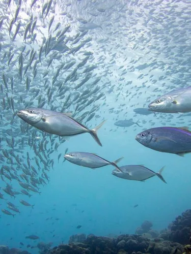 Five bigeye tuna swing among a large school of fish