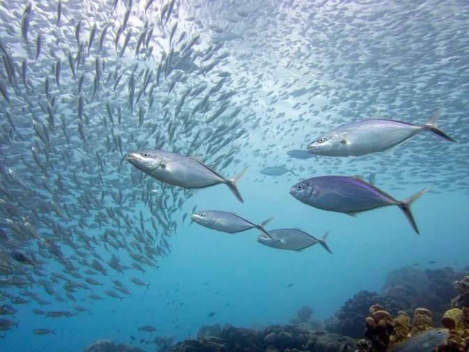 Five bigeye tuna swing among a large school of fish