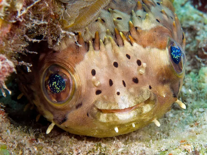 a close up of a puffer fish face underwater