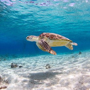Thousands of pieces of colorful plastic float in the ocean