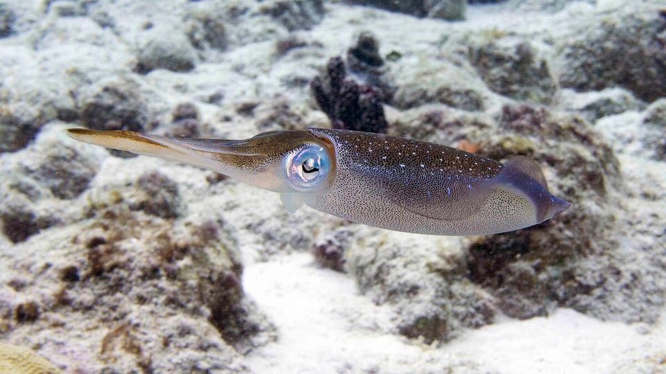 A squid with brownish skin and blue around its eye swims just above a rocky ocean floor
