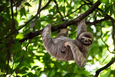 A gray and brown sloth hangs from a tree branch and looks at the camera with green leaves in the background