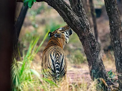 A tiger seen from behind amid a grove of brown tree trunks with leafy green at the top