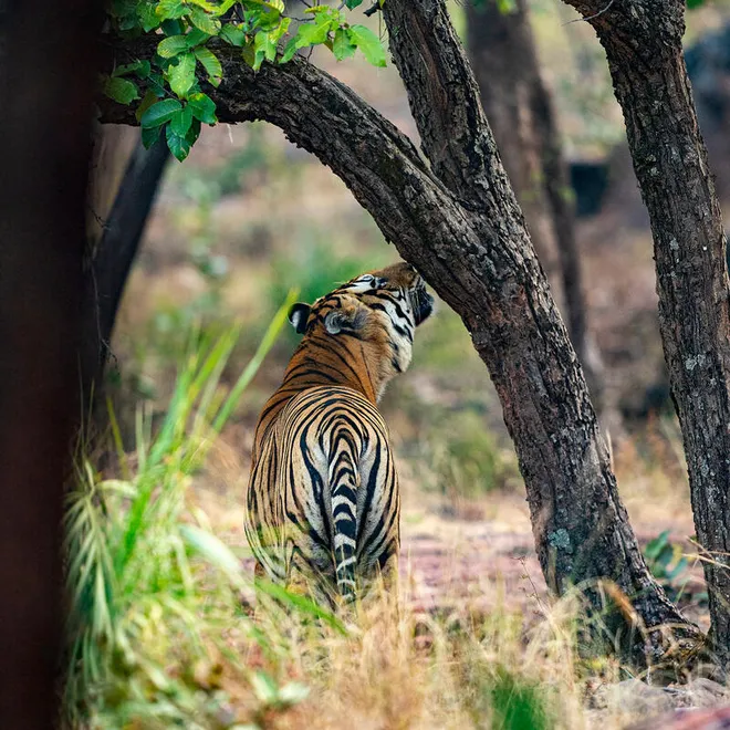 A tiger seen from behind amid a grove of brown tree trunks with leafy green at the top