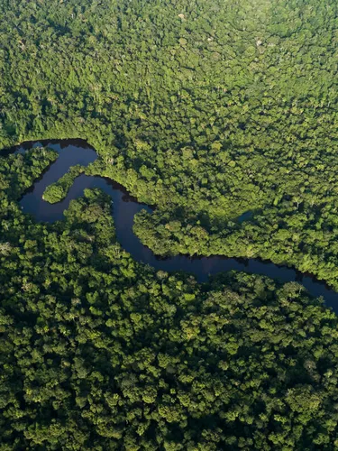 An aerial view of the dark blue Jaturana River winding through the lush, green Amazon Rainforest