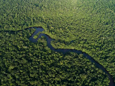 An aerial view of the dark blue Jaturana River winding through the lush, green Amazon Rainforest