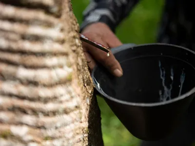 A closeup of a rubber tree and a bucket collecting the sap