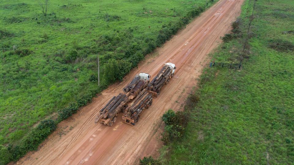 Two trucks with logs stacked on the back drive down a dirt road transporting materials from an illegal logging source