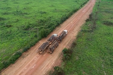 Two trucks with logs stacked on the back drive down a dirt road transporting materials from an illegal logging source