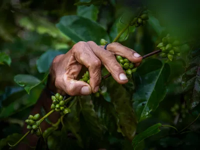 A close up of a hand holding a coffee bean still attached to the green plant