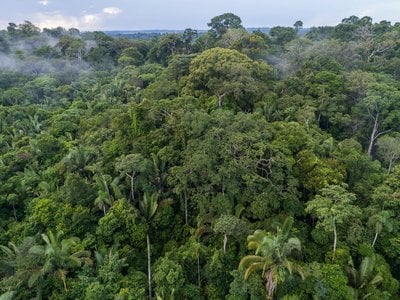 A view of the canopy of the Amazon rainforest with a bit of fog and blue sky