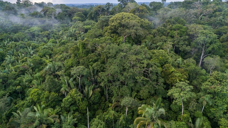 A view of the canopy of the Amazon rainforest with a bit of fog and blue sky