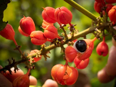 A close up of reddish pink Guarana fruit still on the plant in Brazil