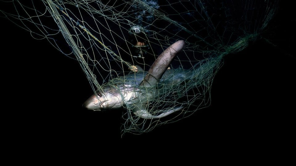 A common thresher shark trapped in a net in black water