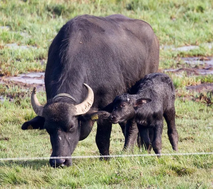 A female water buffalo and calf