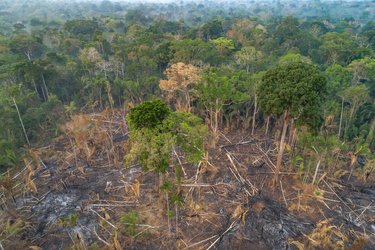 A photo showing deforestation in the Amazon, with green trees in the distance and clear-cut land in the foreground