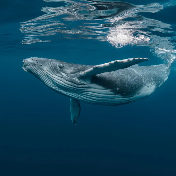 A humpback whale swims just below the surface in deep blue water