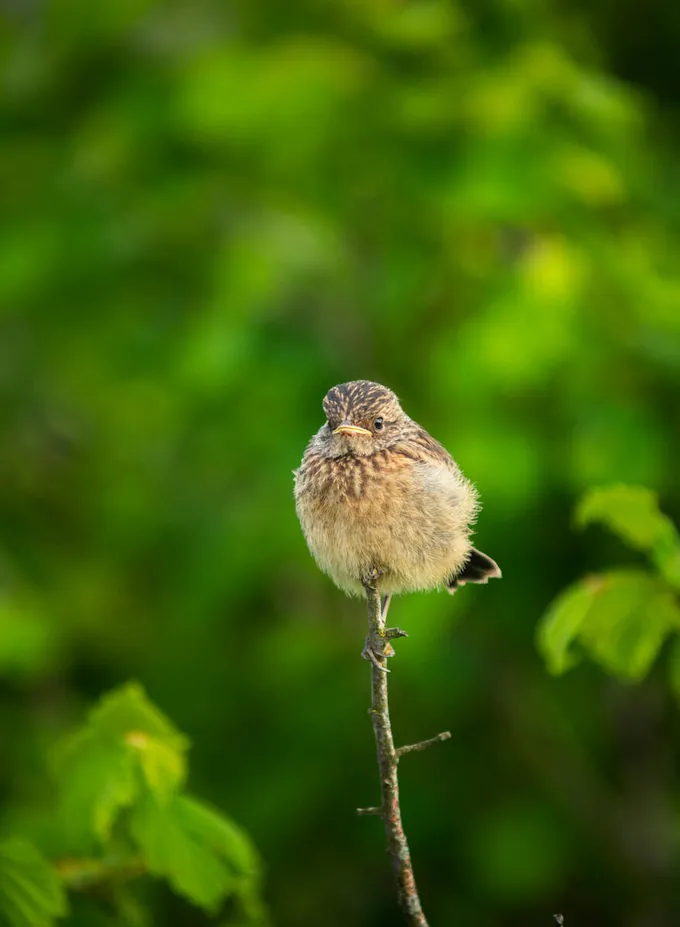 A stonechat fledgling, which is speckled brown, balances at the top of a vertical twig against a blurry green background