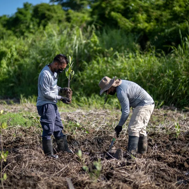 Two people plant mangroves along a shoreline in Puerto Rico