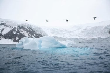An iceburg floats in front of mountains with birds flying above