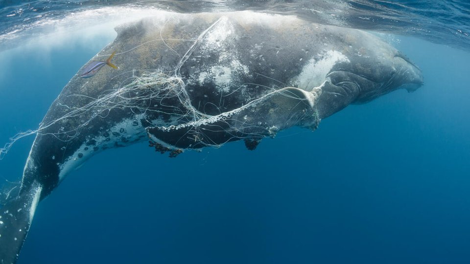 A humpback whale trapped in longline fishing gear near the surface of the water