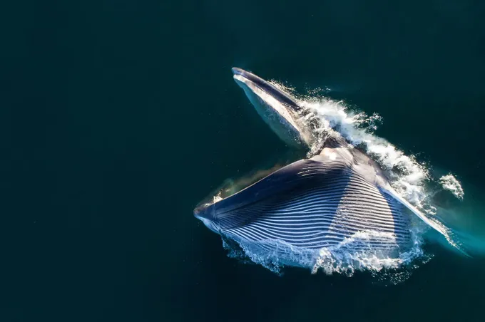 Aerial view of a fin whale breaking the surface with its mouth open to feed