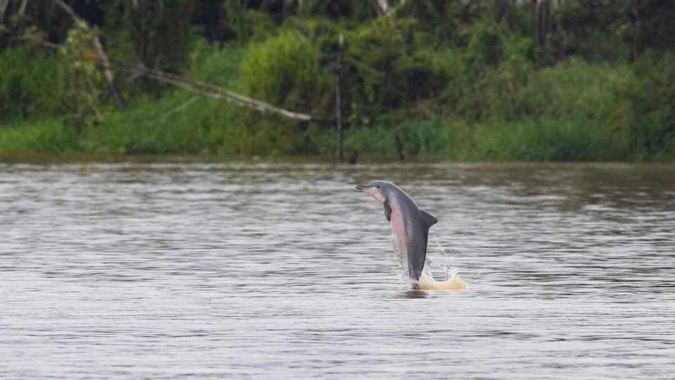 An Amazon River dolphin jumps vertically out of the water with forest in the background