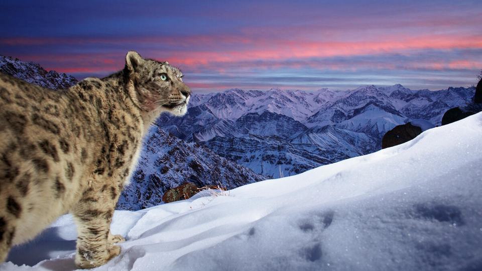A wild snow leopard high in the snowy mountains with a pink and blue sky