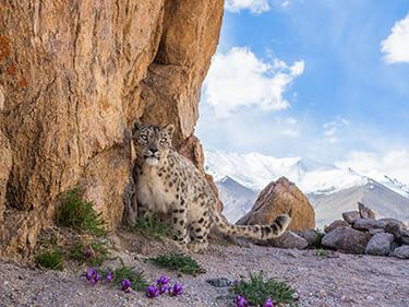 A wild snow leopard captured with a camera trap stands next to brown cliffs with purple flowers in the foreground