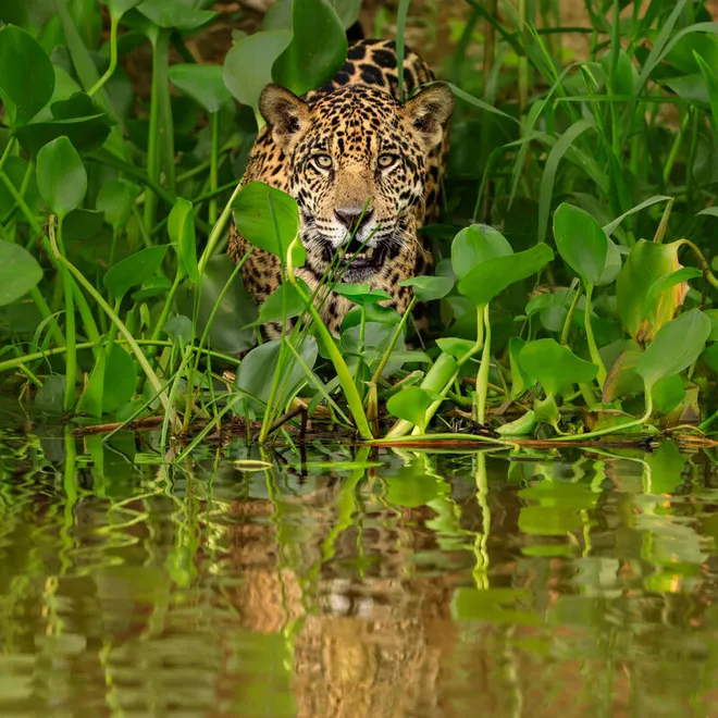 A jaguar pokes its head out of folliage at the bank of a river