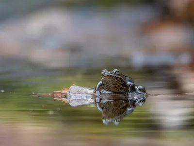 A wood frog (Lithobates sylvaticus) sits on a branch in a pond near King City, Ontario, Canada