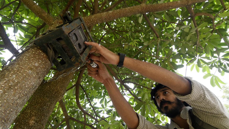 A scientist attaches a camera trap to a tree to track elephants