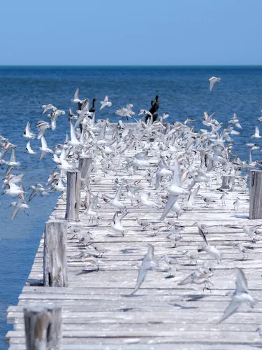 pier with sea birds, Dzilam, Yucatan, Mexico