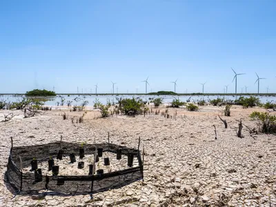 A mangrove restoration site with mesh circling tiny mangrove plants with water and windmills in the distance