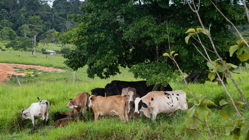 Cattle stands under a tree in a grassy field