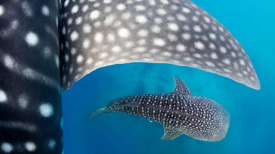 Underwater photo of whale sharks
