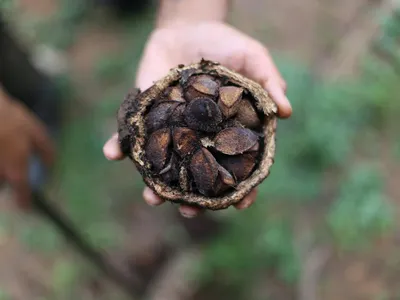 Close up of nuts in a small natural cup
