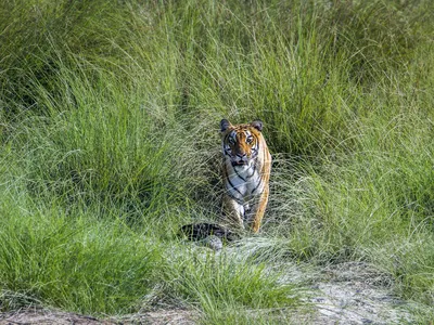 wild tiger stands in tall grass inside Bardia National Park, Nepal