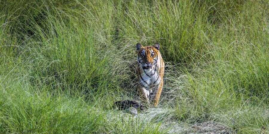 wild tiger stands in tall grass inside Bardia National Park, Nepal