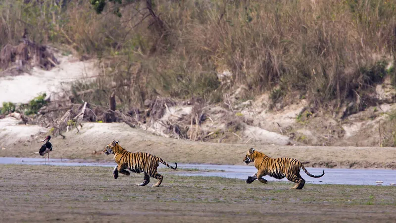 Two tigers bound across a sandy bank with a bit of water and brown bramble in the background
