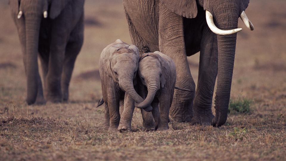 Two elephant calves interlock trunks as they walk in front of adult elephants across a dusty landscape