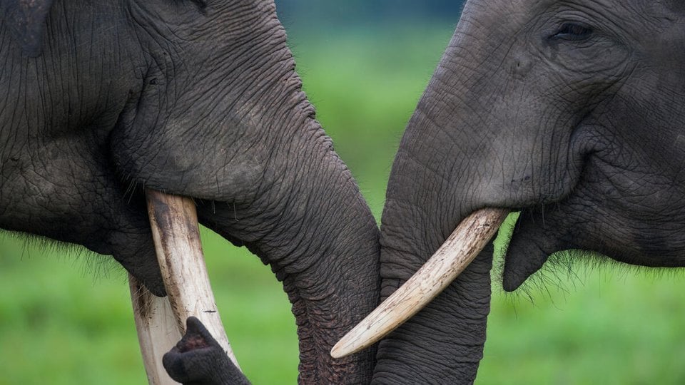 Close-up of two Asian elephants touching trunks.