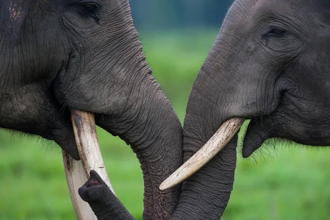 Two elephants facing each other