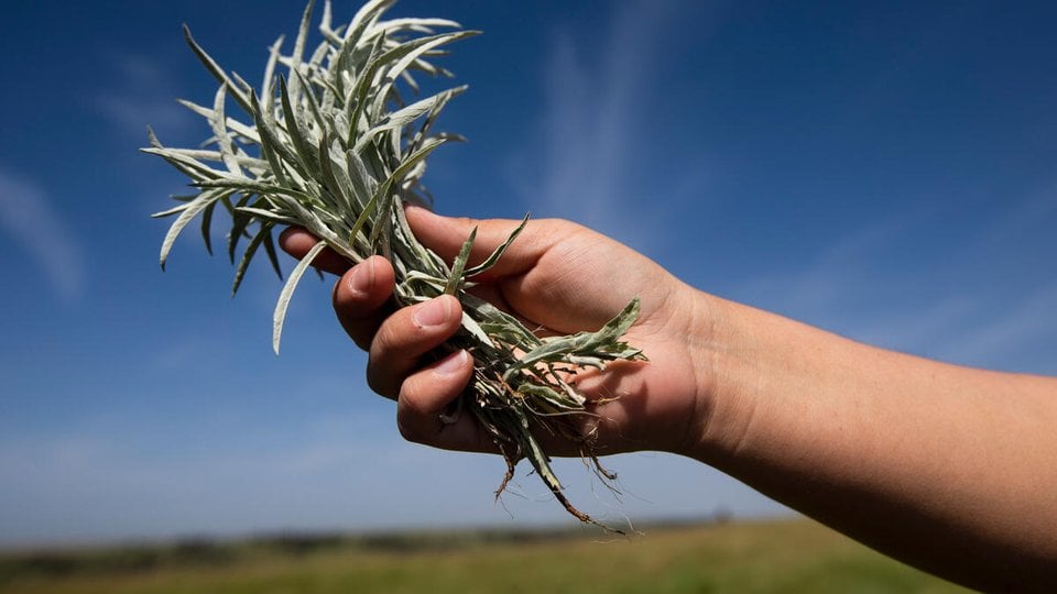 A hand stretches out holding a sage green plant in the air against a blue sky