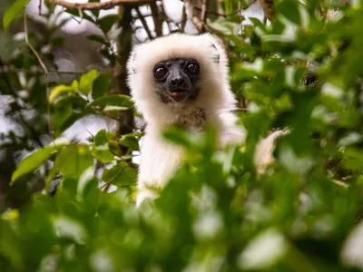 A silky sifaka with white fur and a black face looks at the camera from a tree