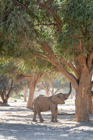 A single male desert-adapted elephant grazing in the Aba Huab river, Namibia, lifts its trunk up toward a green tree