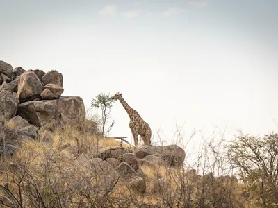 An Angolan giraffe eats leaves partway up a hill near a rocky outrcopping